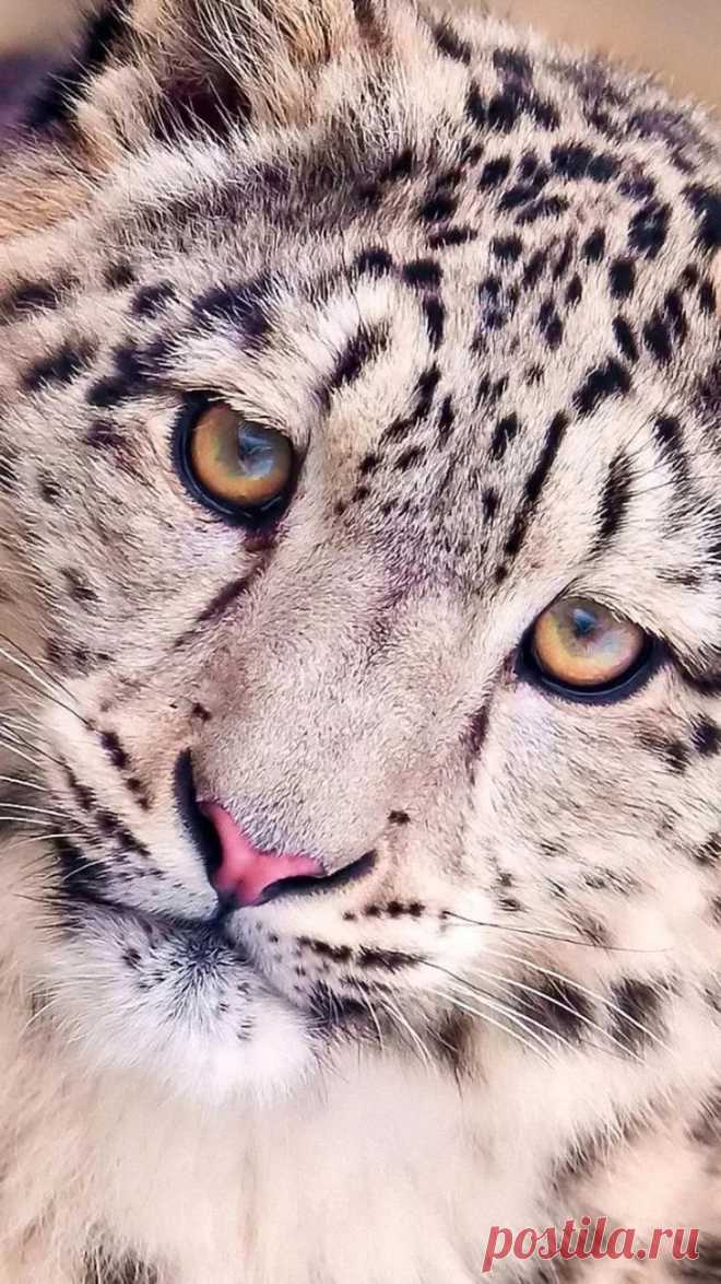 Пин от пользователя Регина Гуржий на доске животные (с изображениями) Снежный барс, Милые животные, Кошачий арт в Яндекс.Коллекциях