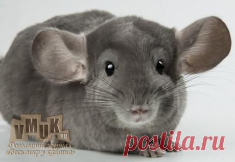 Домашний журнал «Весь мир у камина» расскажет все о шиншиллах. Чем кормить грызуна, как сделать клетку, разведение шиншилл в домашних условиях и много другое.