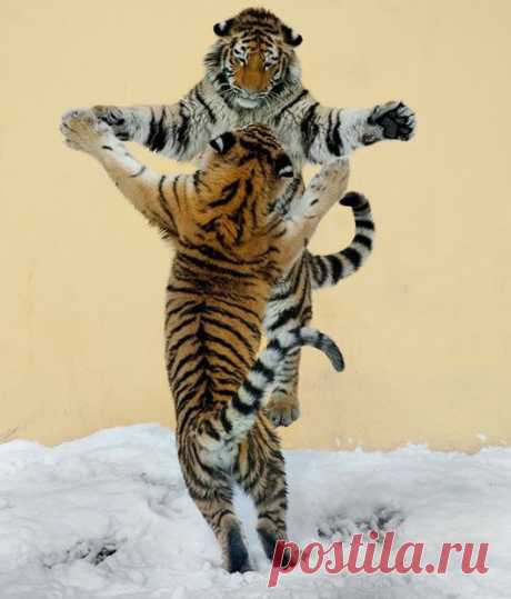 ,, Löwin &quot; Grrrrr : Foto
