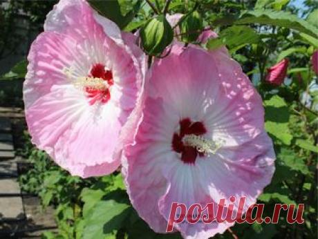 ГИБИСКУСЫ СОРТОВЫЕ - Tie Dye