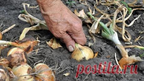 Головка лука будет размером с яблоко: важно следовать нескольким правилам еще при посеве семян