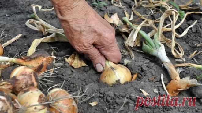 Головка лука будет размером с яблоко: важно следовать нескольким правилам еще при посеве семян