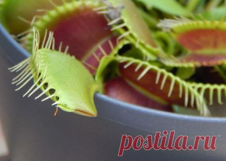 Венерина мухоловка, как ухаживать за ней в домашних условиях