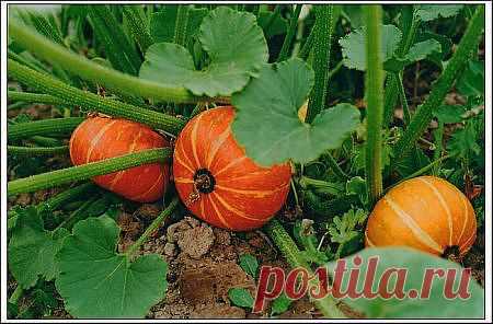 ТЫКВЕННАЯ ДИЕТА - Блог Марина на 24open.ru