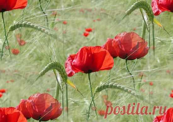 103272689_poppy86.jpg (Изображение JPEG, 550 × 389 пикселов)