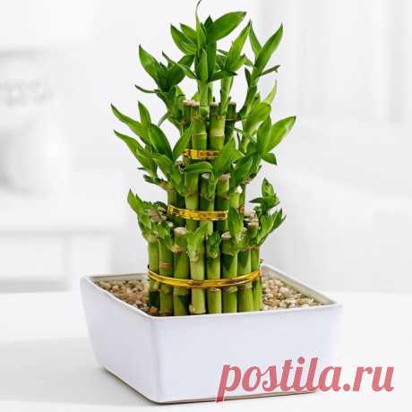 Комнатный Бамбук (Драцена Сандера) - уход и размножение в домашних условиях
