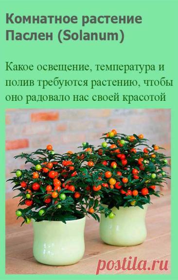 Комнатное растение Паслен (Solanum). Среди представителей этой группы (более 1700 видов) немало растений, способных украсить вашу комнату. Например, паслен ложноперечный (S.pseudocapsicum). В домашних условиях это компактный куст высотой 40-60 см. После опадания цветов и листьев необходимо проводить обрезку.