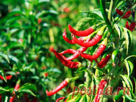 Как вырастить острый (жгучий) перец на подоконнике Выращивание острого (жгучего) перца в домашних условиях, на подоконнике. Выбор сортов, период посадки, правильный уход.
