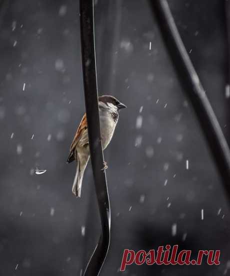 WOA Animal – Google+