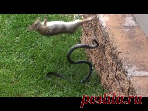 Животные спасают друг друга Казалось бы, мир дикой природы живёт по своим, жестоким законам. Выживает сильнейший. Каждый день нужно сделать так, чтобы тебя никто не съел и поесть самому. Дружба и самопожертвование в таких диких условиях — явление нечастое. Но все же есть такие ситуации, когда животные помогают друг другу!