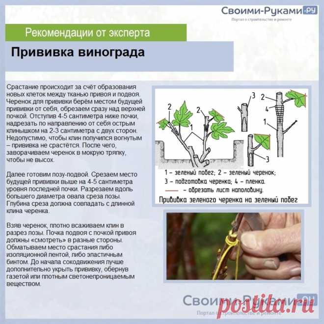 Прививка винограда