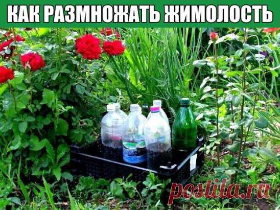 КАК РАЗМНОЖАТЬ ЖИМОЛОСТЬ

А будем мы сажать черенки в 1,5-литровые бутылки, наполненные плодородной землёй. Черенки нужно брать только от здоровых и дающих хороший прирост этого года растений.

Выбираем веточку этого года с хорошим приростом. Сейчас важный момент: отщипываем веточку с «пяточкой», на которой останется небольшое количество коры старой ветки. Это место лучше всего даёт корни.

Строго по инструкции разводим «Корневин», замачиваем наши черенки, убрав нижние листочки, а верхн