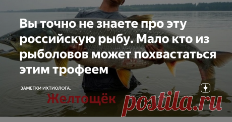 Вы точно не знаете про эту российскую рыбу. Мало кто из рыболовов может похвастаться этим трофеем Приветствую уважаемые подписчики и гости канала студии! Про многих пресноводных видов рыб есть статьи в иннете, в Дзене тоже, а вот про рыбу желтощёк вряд ли кто читал. Конечно, мало кто может половить эту рыбку из рыбаков средней полосы России, потому что она водится только в бассейне реки Амур, озере Ханка, реках Уссури, короче в тех краях. Но ничего страшного, на Средней Во...