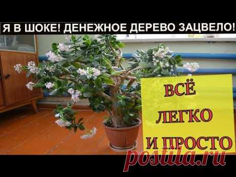 Денежное дерево цветет после деда подкормки. Супер удобрение для комнатных цветов.