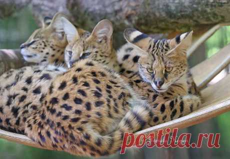 Serval cats Explore pakart62's photos on Flickr. pakart62 has uploaded 5737 photos to Flickr.