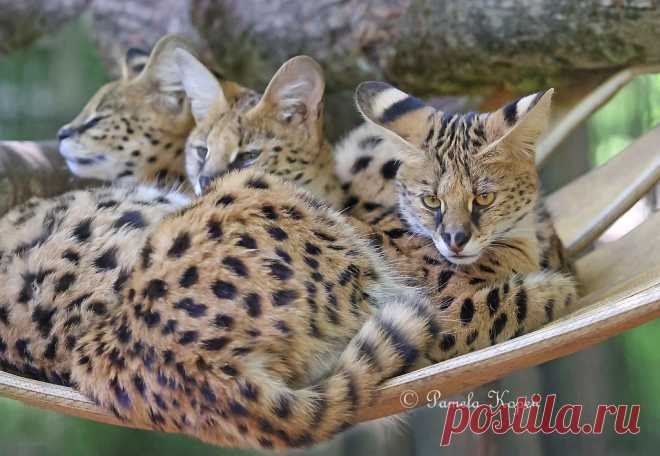 Serval cats Explore pakart62's photos on Flickr. pakart62 has uploaded 5737 photos to Flickr.