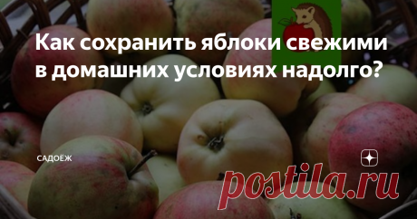 Как сохранить яблоки свежими в домашних условиях надолго? Свежие яблоки зимой можно купить в магазине: там они все красивые, ровненькие. гладенькие. Но, согласитесь, свои, порой не такие красивые на вид, гораздо вкуснее и полезнее. Если постараться, можно сохранить и свои яблоки с огорода свежими, вкусными, сочными и полезными до следующей весны.
Подготовка яблок к хранению
Как