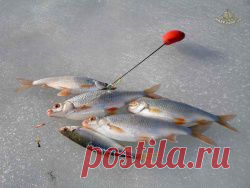 Свободная пресса