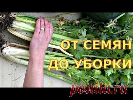 ЧЕРЕШКОВЫЙ СЕЛЬДЕРЕЙ. Когда сеять, как выращивать? Шпинат, салат, укроп, кинза.