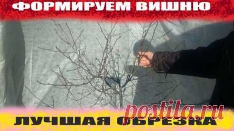 Как я омолодила очень старую вишню - поиск Яндекса по видео