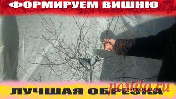 Как я омолодила очень старую вишню - поиск Яндекса по видео