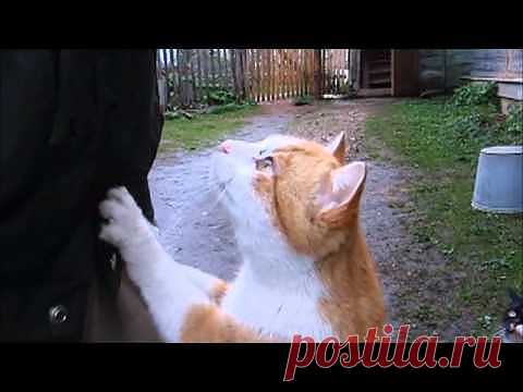 Кошки. &quot;Улыбнись - 5&quot;. ТВ - Яндекс.Видео