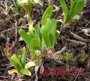 Многолетний лук слизун. Как выращивать и размножать многолетний салатный лук - слизун.