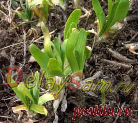 Многолетний лук слизун. Как выращивать и размножать многолетний салатный лук - слизун.