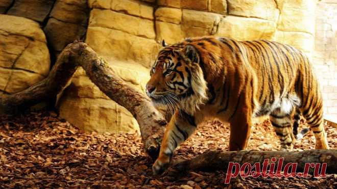 Download Tiger Wallpaper Over 50+ high-definition Tiger wallpapers for free download! Customize your desktop, mobile phone and tablet with our Tiger wallpapers now!