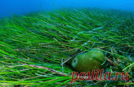 ЛУЧШАЯ ЕДА БУДУЩЕГО!!! ЧТО ЭТО? | Всегда в форме!