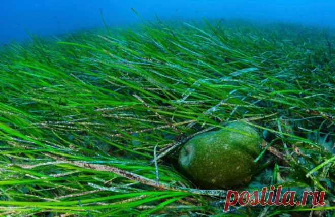 ЛУЧШАЯ ЕДА БУДУЩЕГО!!! ЧТО ЭТО? | Всегда в форме!