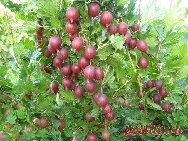 Выращиваемкрупный крыжовник
 
Проредите куст.  
Крыжовник – растение светолюбивое. А еще он любит разрастаться. В итоге сам себе создает проблему – одни ветки затеняют другие, и урожай резко падает. Поэтому в текущем году у старого растения важно отрезать все лишнее.  
 
Для начала удаляют побеги, которые практически лежат на земле, поломанные, переплетающиеся, очень тонкие и больные. У оставшихся стеблей обрезают верхушки – до первой сильной боковой веточки. Делают это до...