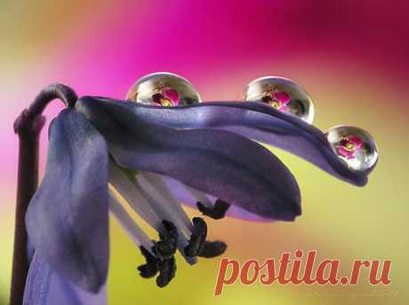 otside-mother"s garden