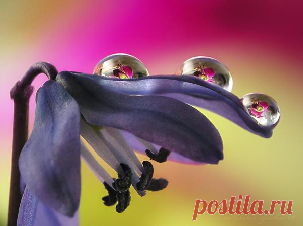 otside-mother"s garden