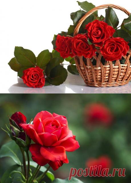 Наступает время царицы цветов