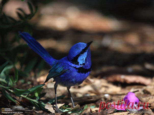 Блестящий расписной малюр (Malurus splendens) - эндемик Австралии. Автор фото: R | postila.ru/post/category/shopping