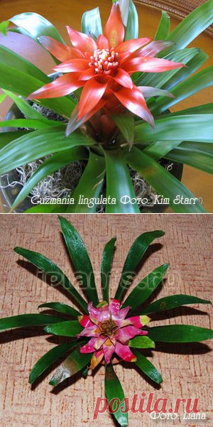 Гусмания Guzmania - Комнатные растения и цветы