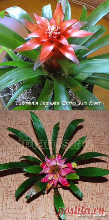 Гусмания Guzmania - Комнатные растения и цветы