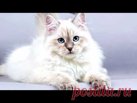 #Сибирская #кошка -  описание породы - YouTube