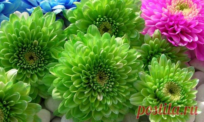 Нежная хризантема Сантини ( 31 фото )