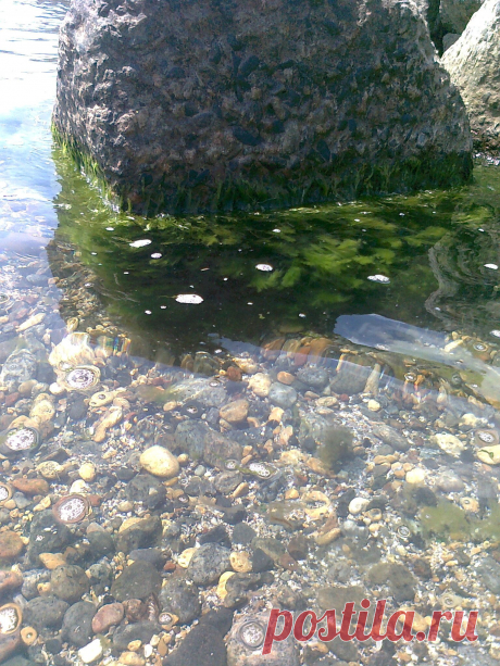 Чёрное море конец июня.