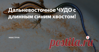 Дальневосточное ЧУДО с длинным синим хвостом!  Есть на острове Кунашир, который является южной оконечностью гряды Курильских островов, ручей 