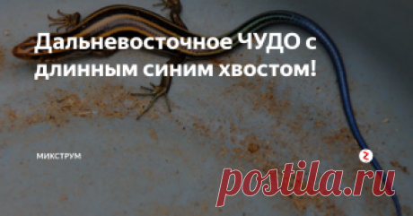 Дальневосточное ЧУДО с длинным синим хвостом!  Есть на острове Кунашир, который является южной оконечностью гряды Курильских островов, ручей "Кислый", интересный и примечательный.  А примечателен ручей тем, что проживает там синехвостая ящерица (самый редкий вид)-дальневосточный сцинк! Длина её тела достигает 80 мм, но длина хвоста - 160 мм! Представляете, хвост в два раза длиннее тела!  Интересно, что тело сцинка покрыто гладкой чешуей, очень