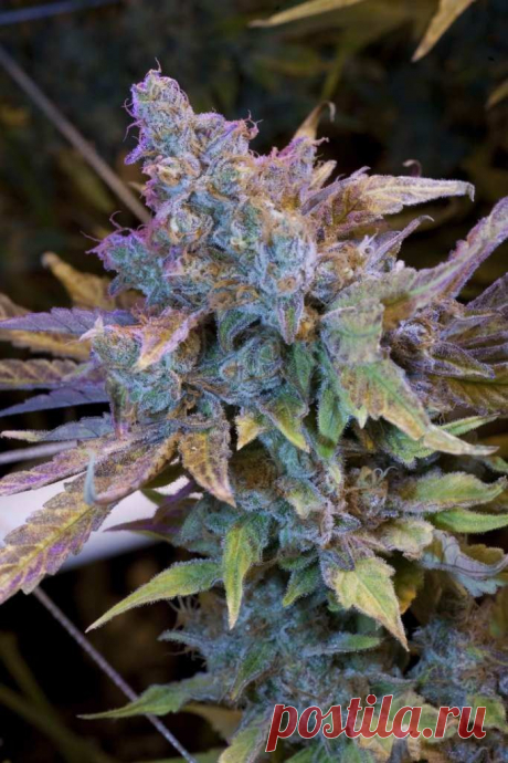 Hash Plant
Genotype: Indica
Height: up to 2.5 m in open field
Flowering: 45-50 days
THC: 12.8%
Yield: 0.7-1 kg/m2 indoors early October outdoors

Genetics: California Hash Plant x Northern Lights x Indica
This is the real deal for hash making. The strain is mostly Indica and produces multiple sticky trichomes, just waiting to be picked and turned into the finest hash. 
#Rastaman_Seeds