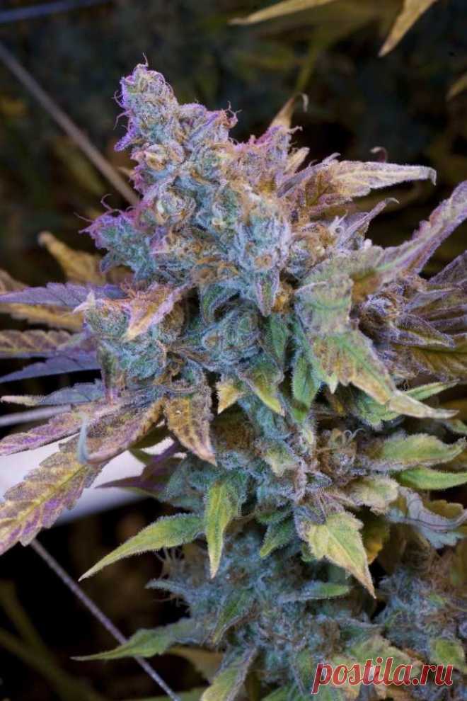 Hash Plant
Genotype: Indica
Height: up to 2.5 m in open field
Flowering: 45-50 days
THC: 12.8%
Yield: 0.7-1 kg/m2 indoors early October outdoors

Genetics: California Hash Plant x Northern Lights x Indica
This is the real deal for hash making. The strain is mostly Indica and produces multiple sticky trichomes, just waiting to be picked and turned into the finest hash. 
#Rastaman_Seeds