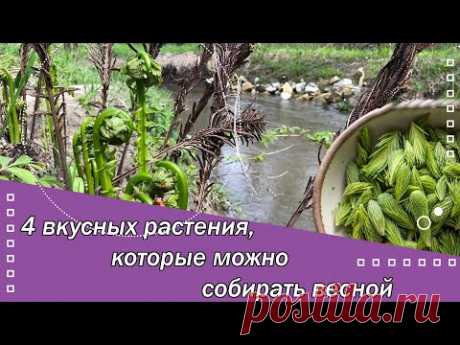 4 вкусных растения, которые можно собирать весной