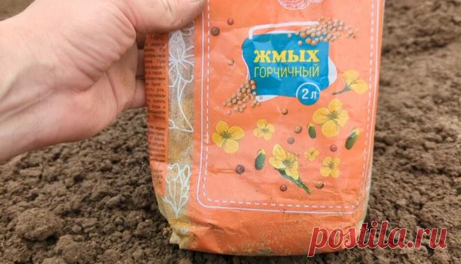 Как не верить в чудеса. Вот порошок который вношу под посадку картофеля и других овощей весной. Плоды вырастают крупные, без вредителей и бо | Сад огород лайф. (Статьи) | Дзен