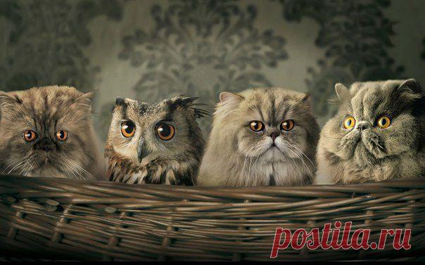 Найди, кто здесь лишний7