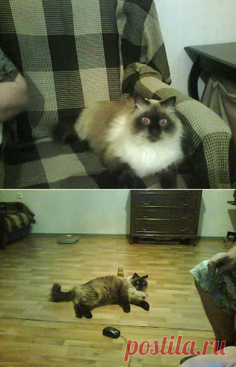 Вкусный Огород: Как высоко может прыгать кошка?