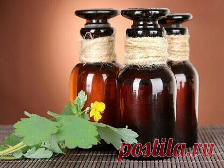 У чистотела есть одна очень интересная особенность. Он сразу отыскивает корень болезни. Если сок или порошок поместить на биологически активную точку, то наблюдается мгновенная трансформация, перенос его к источнику болезни.
У нас чистотел нередко называют русским женьшенем. Применять его можно в виде сока, отвара, настойки, экстракта. О целебных свойствах чистотела люди знают с древнейших времен.
Для лечения глазных болезней нужно варить сок чистотела с медом в соотношени...